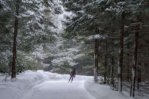 Patinage en forêt